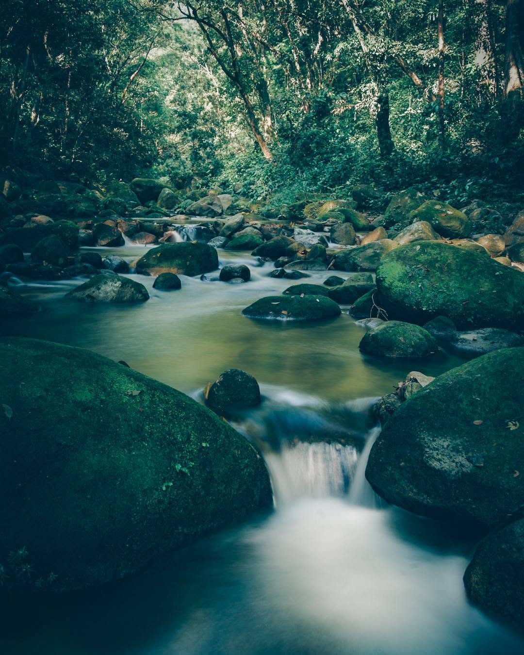 Bosque verde y naturaleza de El Merendón en Armenta